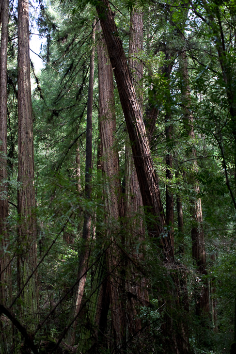 Muir Woods, Joe In San Francisco photo