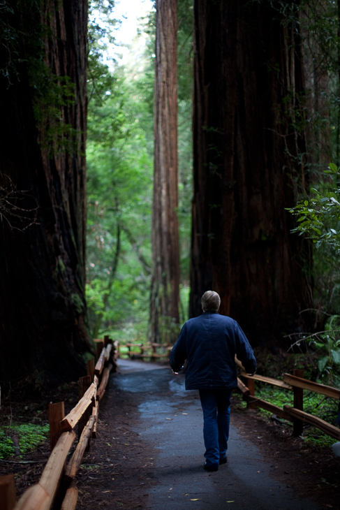 Muir Woods, Joe In San Francisco photo