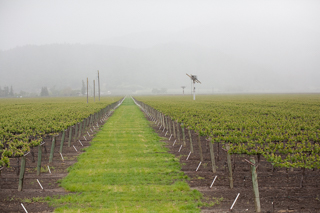 Vineyards, Joe In San Francisco photo