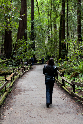 Muir Woods, Joe In San Francisco photo