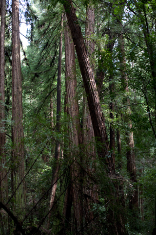 Muir Woods, Joe In San Francisco photo