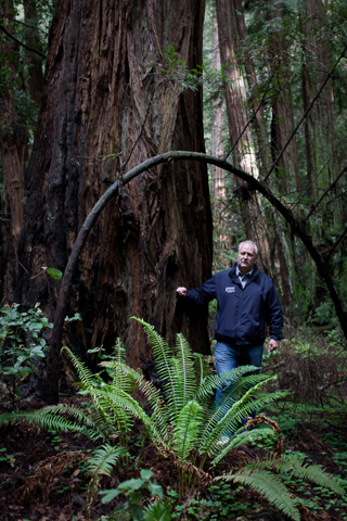 Joe in the redwoods