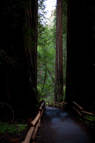 Muir Woods, Joe In San Francisco photo