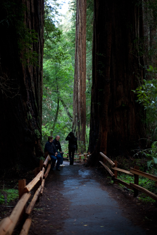 Muir Woods, Joe In San Francisco photo