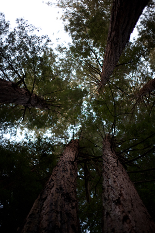 Redwoods, Joe In San Francisco photo