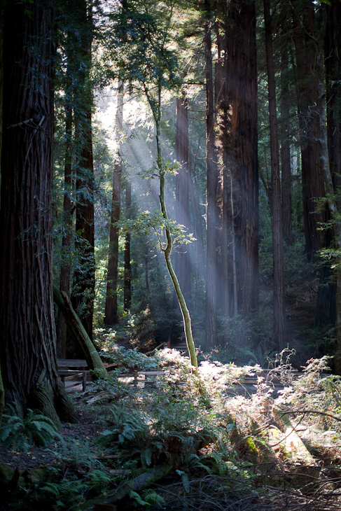 Crepuscular Rays, Hart's photo