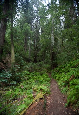 Redwood Forest, Camping with Gil and Milo photo