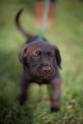 Wellie in Cape Cod