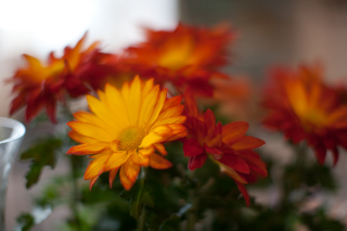 Flowers, Cape Cod photo