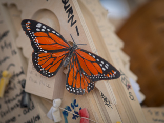 Butterfly, Burning Man photo