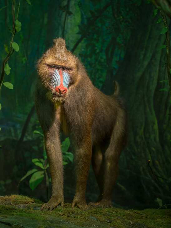 Mandrill Baboon, New York with Aidan photo