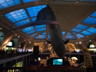 Aidan and the Blue Whale, New York with Aidan photo