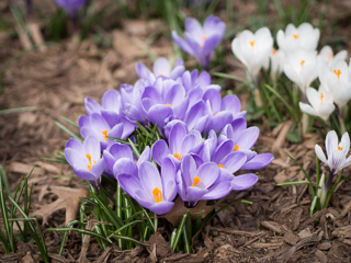 Spring Flowers, New York with Aidan photo