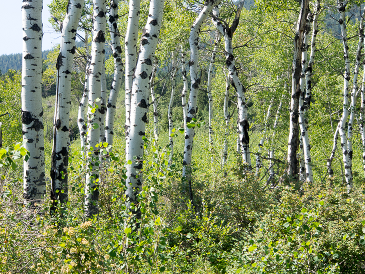 Aspen Grove, Red Lodge photo