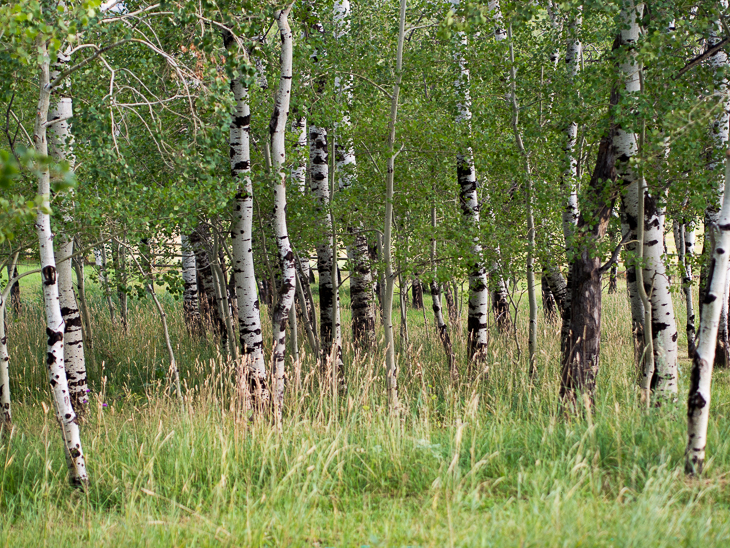 Aspen Grove, Red Lodge photo