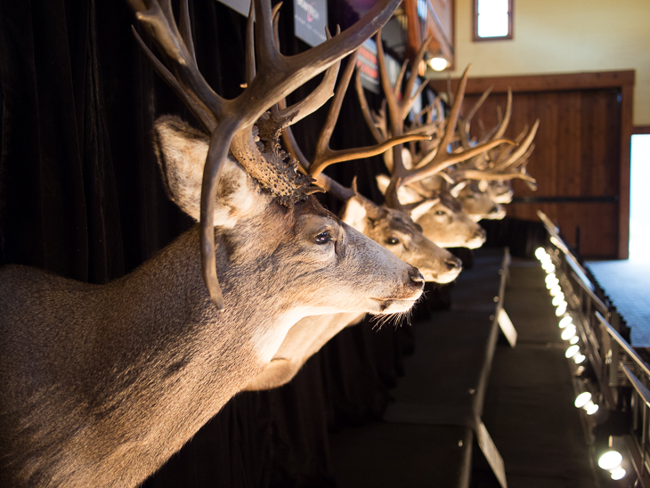 Elk, Red Lodge photo