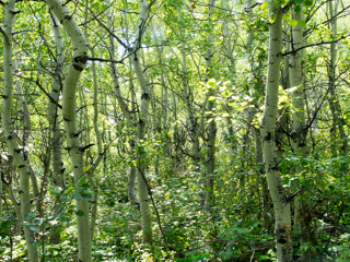 Aspen Grove, Red Lodge photo