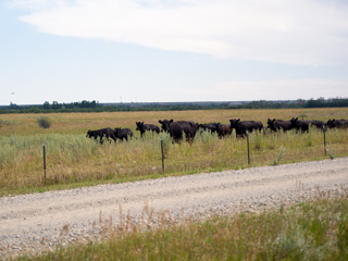 The Herd Arrives, Red Lodge photo