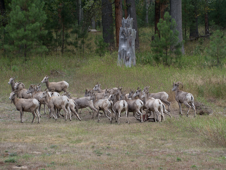 Bighorn Sheep Herd, Bighorn Sheep photo