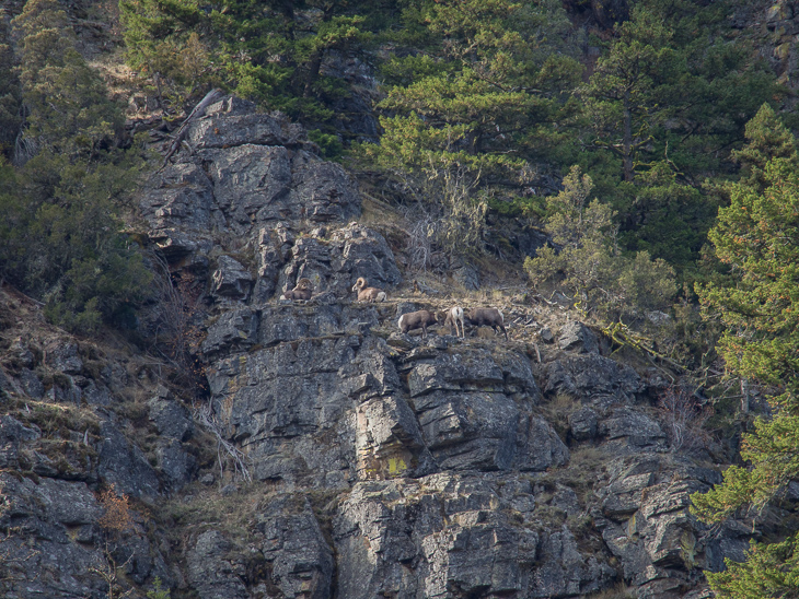 Bighorn Sheep Head Butting, Bighorn Sheep photo