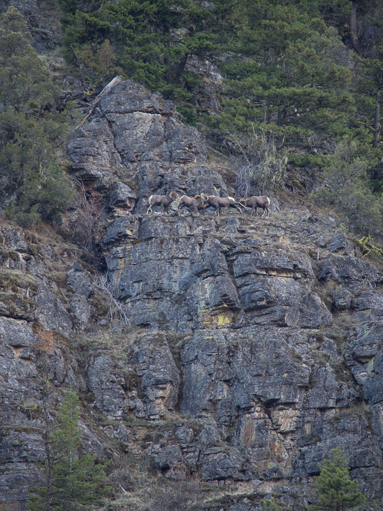 Bighorn Sheep Head Butting, Bighorn Sheep photo