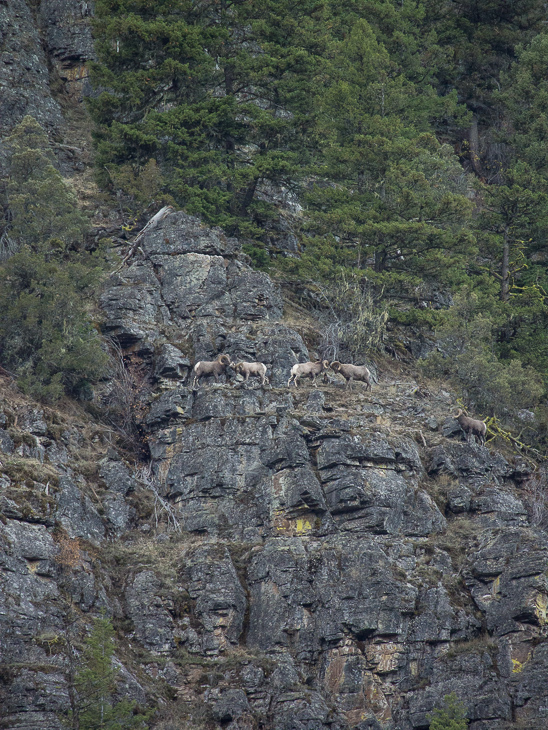 Bighorn Sheep Head Butting, Bighorn Sheep photo