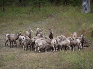 Bighorn Sheep Herd, Bighorn Sheep photo