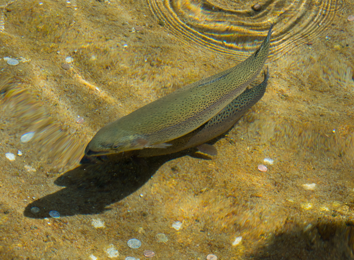 Trout Hatchery, Montana Road Trip photo