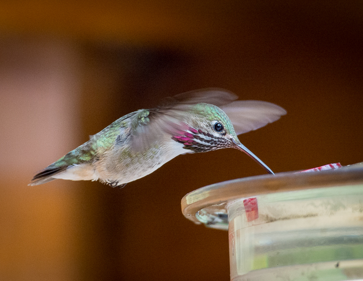 Calliope Hummingbird, Montana Birds photo