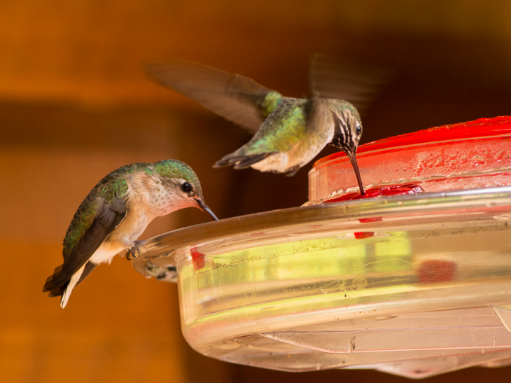 Calliope Hummingbirds, Montana Birds photo