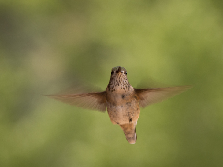 Calliope Hummingbird, Montana Birds photo