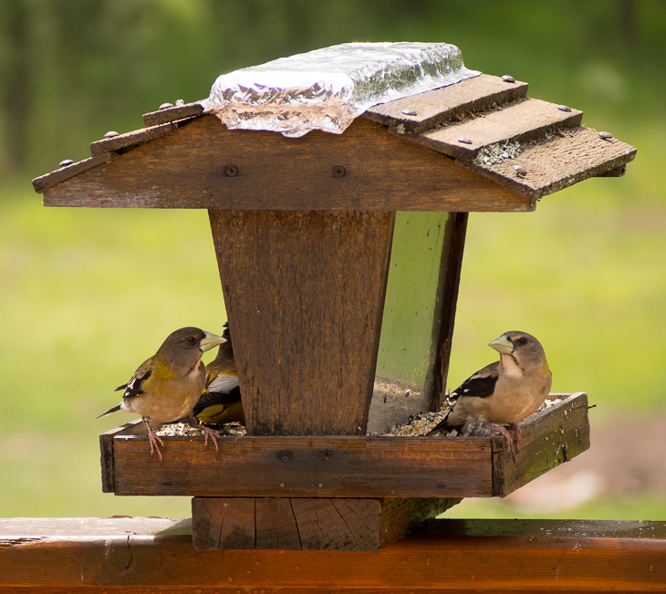 Evening Grosbeaks, Montana Birds photo