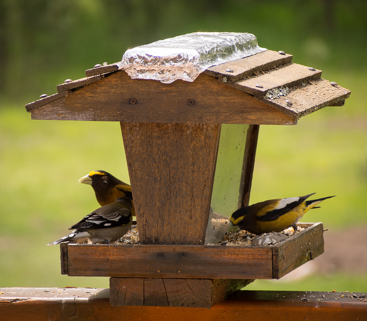 Evening Grosbeaks, Montana Birds photo