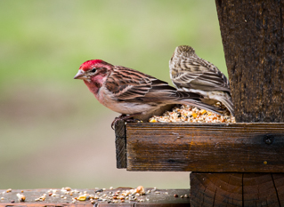 Cassin's Finch, Montana Birds photo