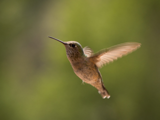 Calliope Hummingbird, Montana Birds photo