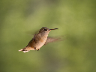 Hu
mmingbird