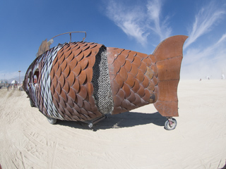 The Pilot Fish, Burning Man photo