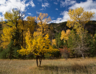 Apple Tree, Rock Creek Fall Foliage photo