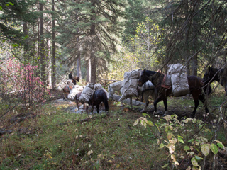 Crossing Ranch Creek, Ranch Creek Pack Train photo