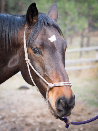 Clark the Horse, Ranch Creek Pack Train photo