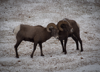 Bighorn Sheep