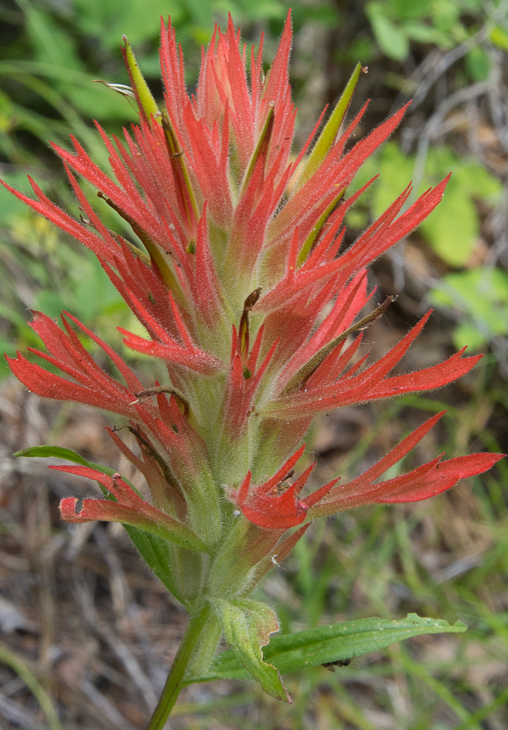 Indian Paintbrush, Boulder Creek Falls photo