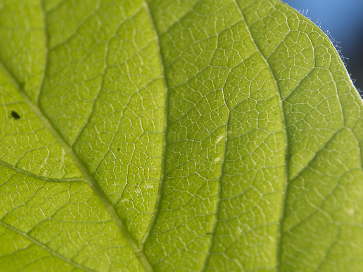 Leaf, Boulder Creek Falls photo