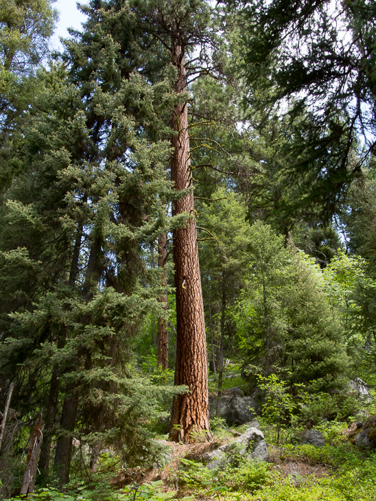 Ponderosa Pine, Boulder Creek Falls photo