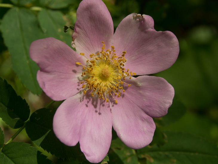 Wild Rose, Boulder Creek Falls photo