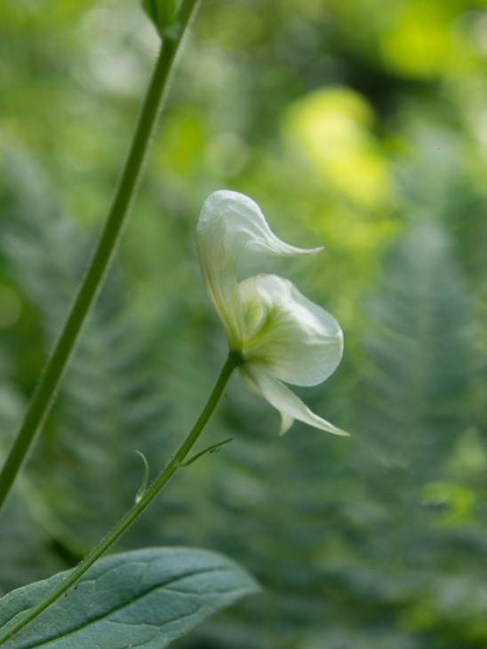 Orchid, Boulder Creek Falls photo