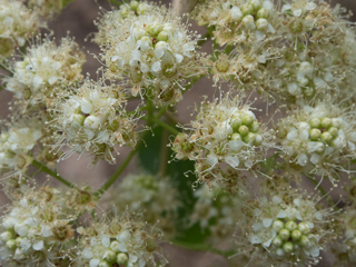 Wildflowers, Boulder Creek Falls photo