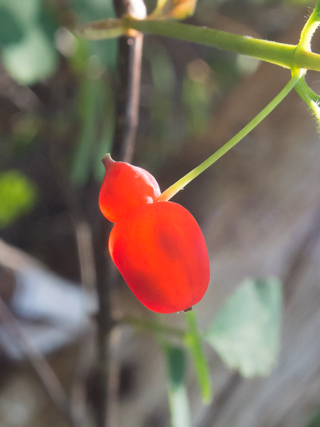 Wild Berry, Boulder Creek Falls photo