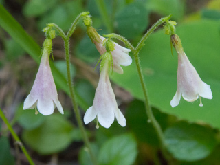 Twinflower, Boulder Creek Falls photo