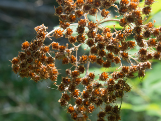 Dried Wildflowers, Boulder Creek Falls photo